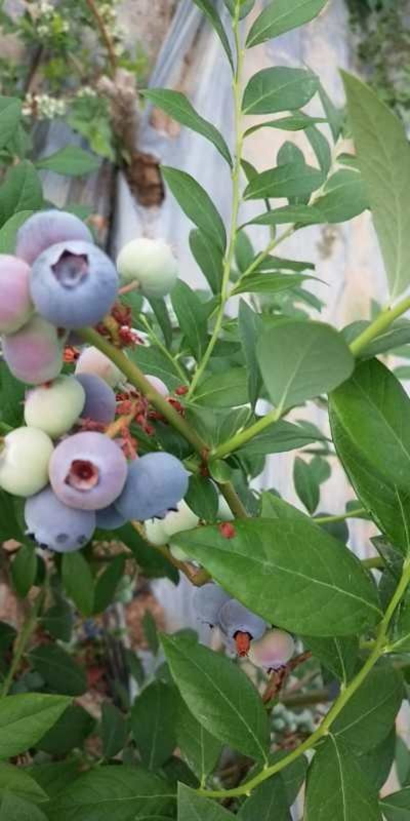蓝莓苗蓝丰，薄雾，莱克西