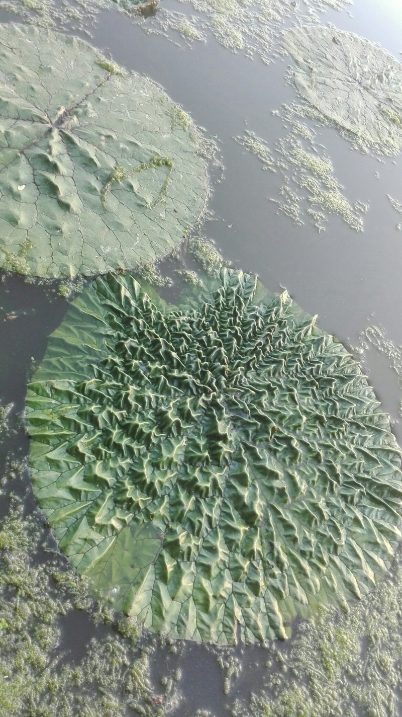 鸡头米，新鲜鸡头米