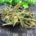 包邮烈香杜鹃烈火杜供应上千种中药材批发零售