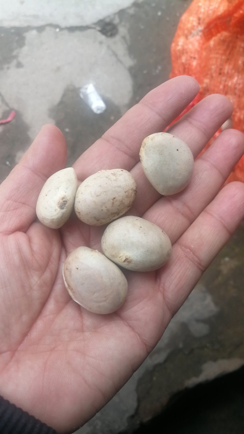 大量供应:菠萝蜜种子（预定）种子新鲜，质量好，发芽率高