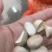 大量供应:菠萝蜜种子（预定）种子新鲜，质量好，发芽率高