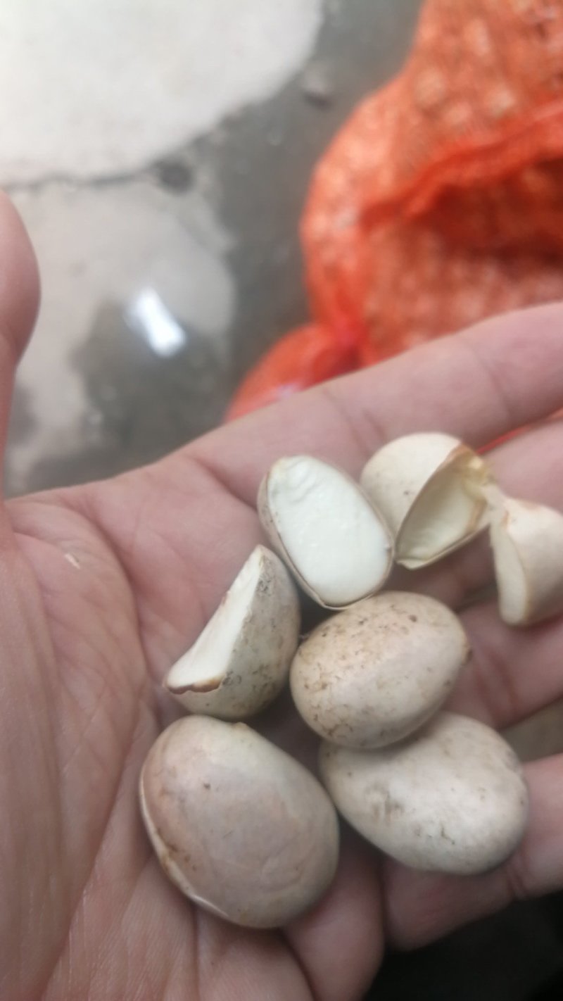 大量供应:菠萝蜜种子（预定）种子新鲜，质量好，发芽率高