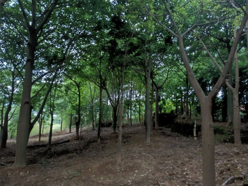 移栽大腹木棉，粉花多托骨架