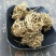 头顶一颗珠一颗珠供应上千种中药材