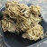 头顶一颗珠一颗珠供应上千种中药材