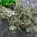 青天葵正品保证质量供应上千种中药材