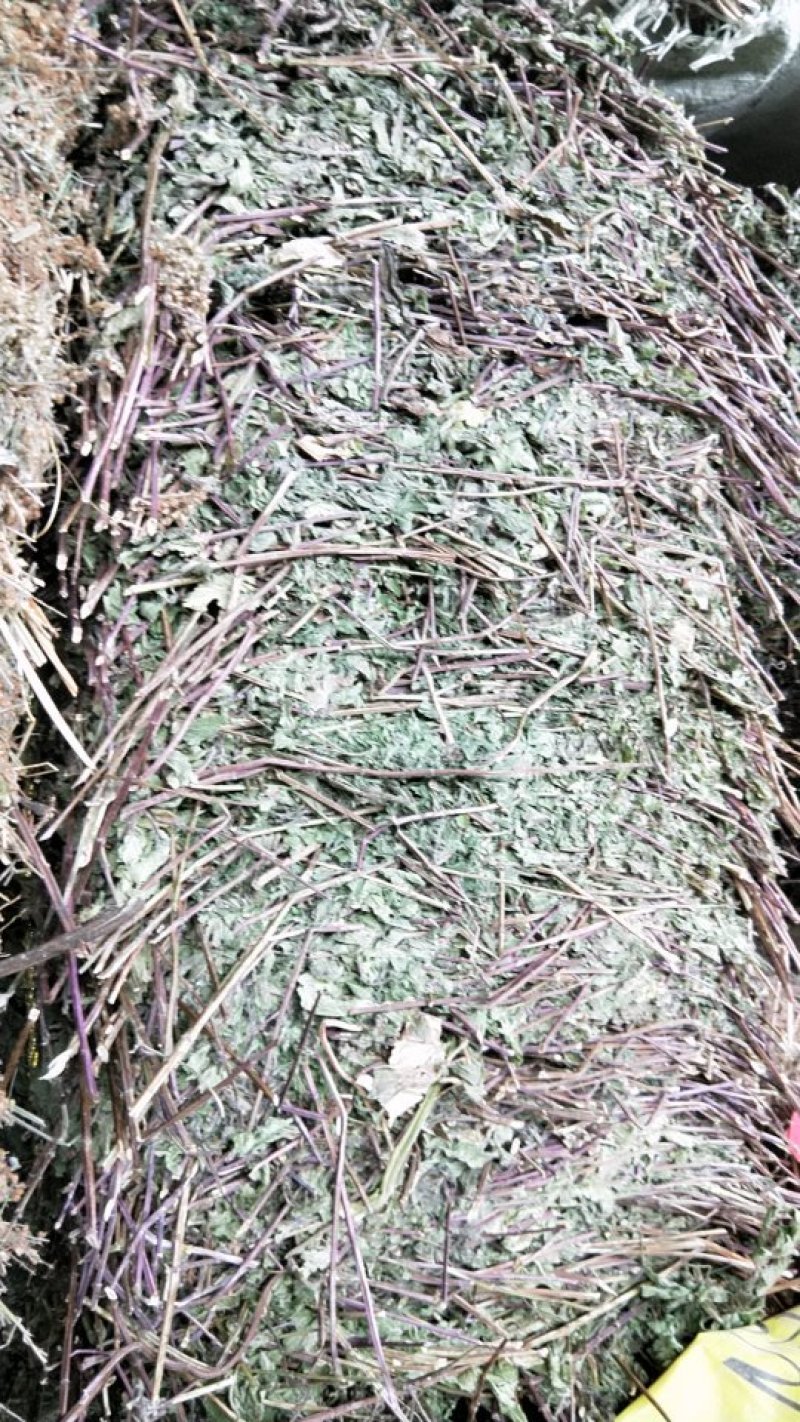 薄荷