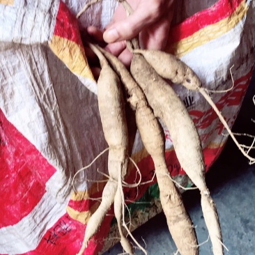 小叶牛大力