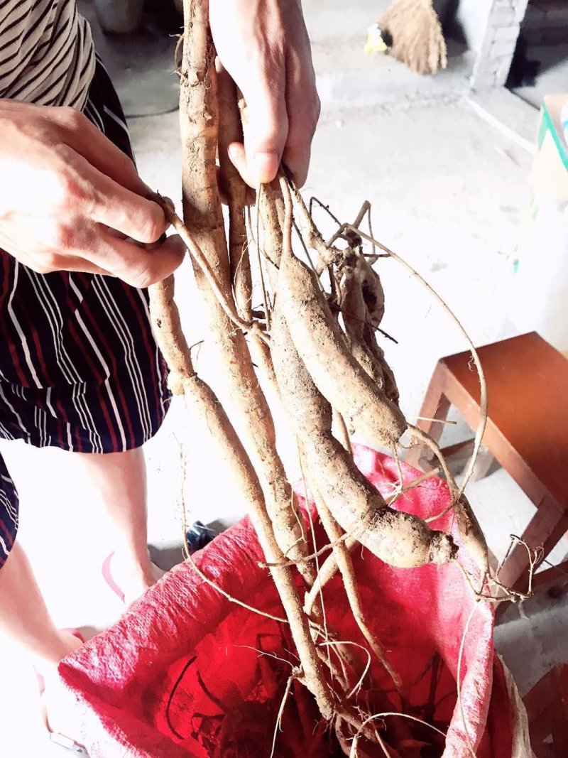 小叶牛大力