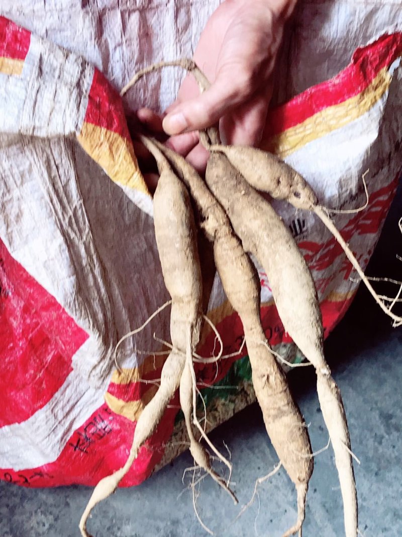 小叶牛大力