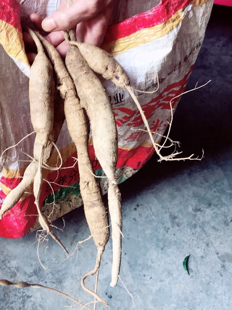 小叶牛大力