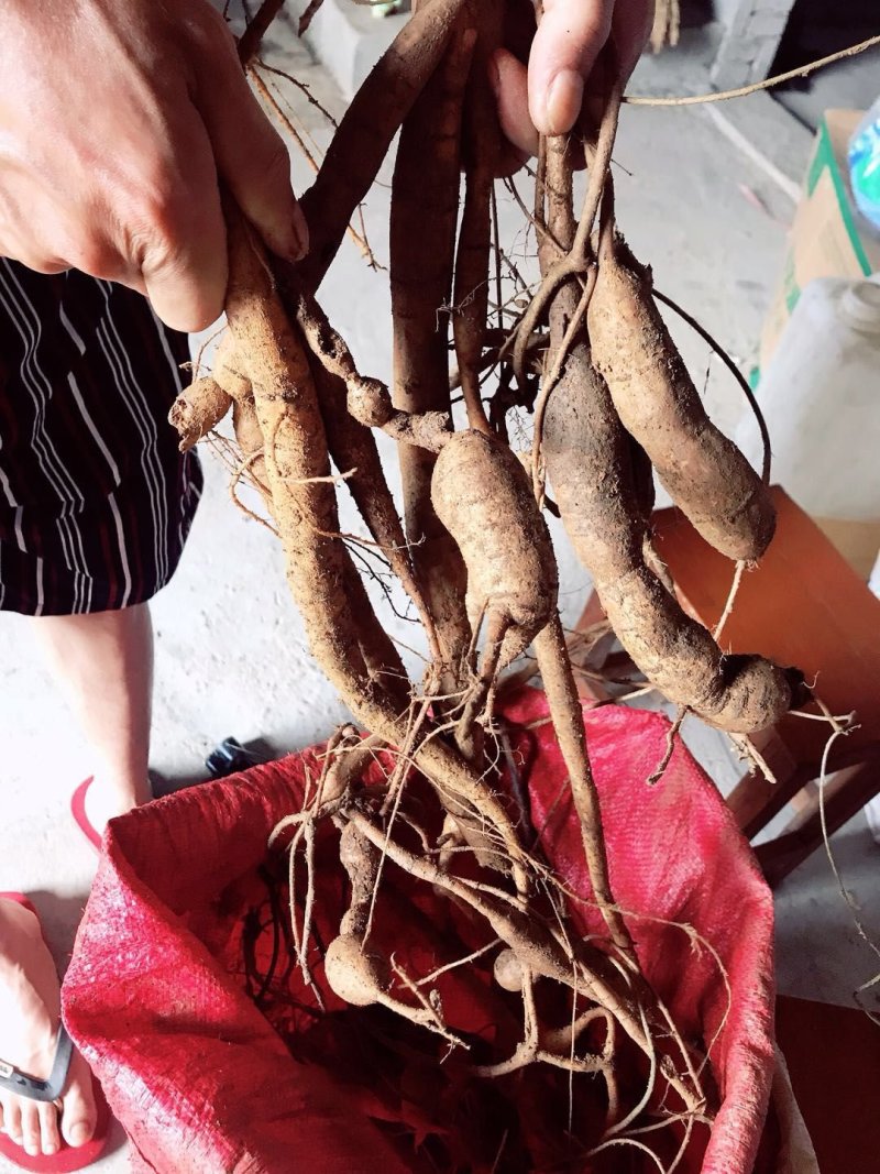 小叶牛大力