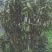 映山红……
