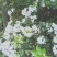 映山红……