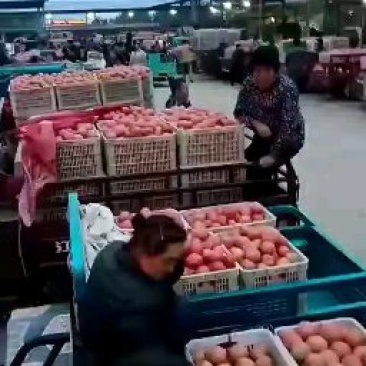 硬粉西红柿大量供应，质量好，货源充足，长期大量供应