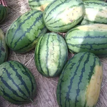 吉林洮南西瓜代办京欣西瓜产地大量供应欢迎来电订购