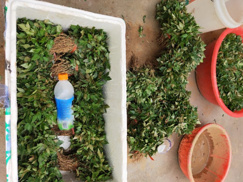 花椒苗无刺大红袍狮子头量大优惠根系发达保成活