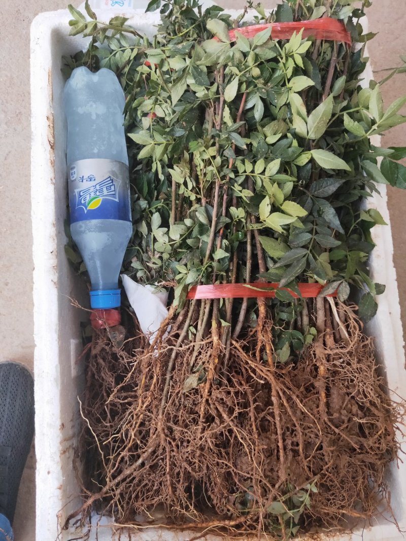 花椒苗无刺大红袍狮子头量大优惠根系发达保成活