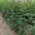 花椒苗无刺大红袍狮子头量大优惠根系发达保成活