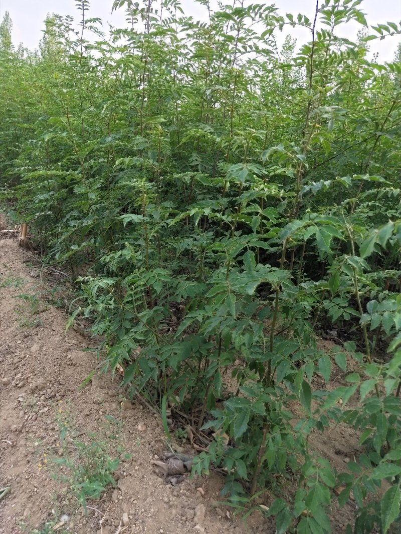花椒苗无刺大红袍狮子头量大优惠根系发达保成活
