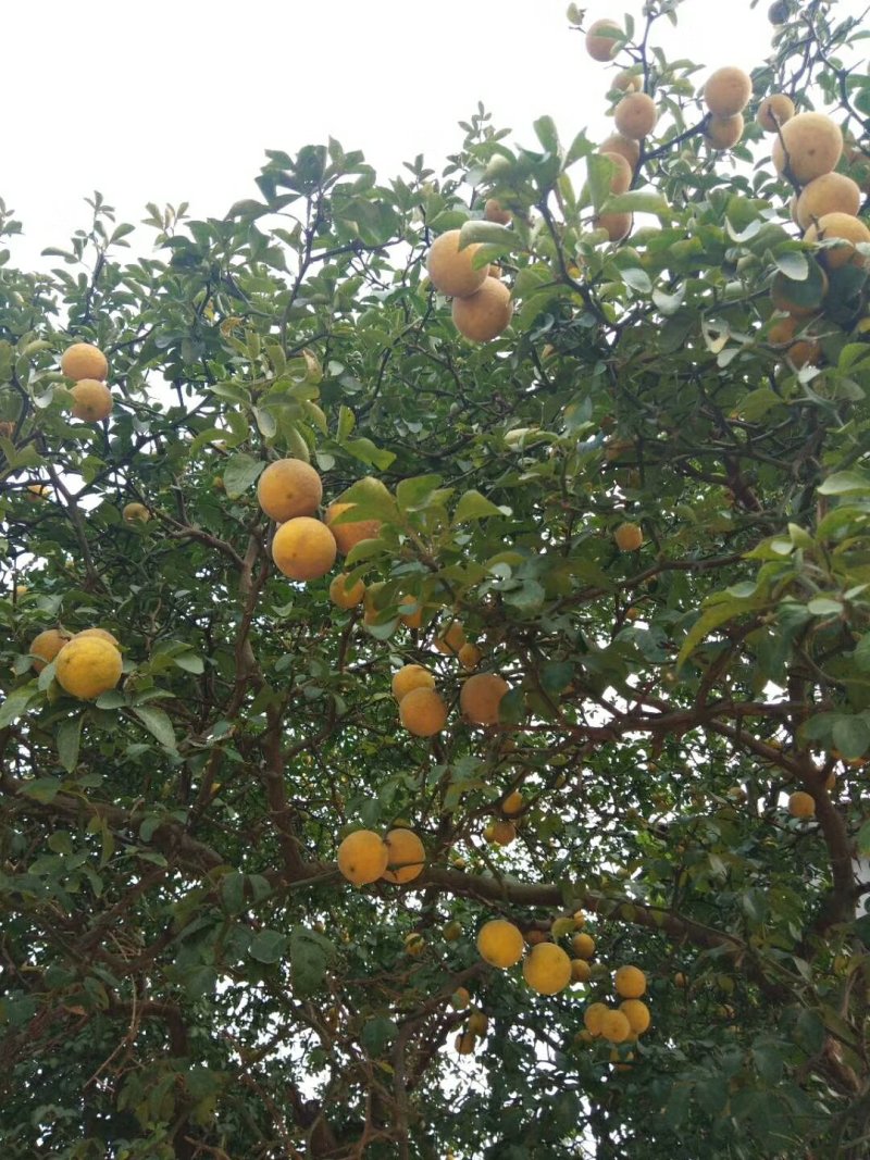 现货50万斤枸橘果子枸橘种子枸橘苗价格便宜