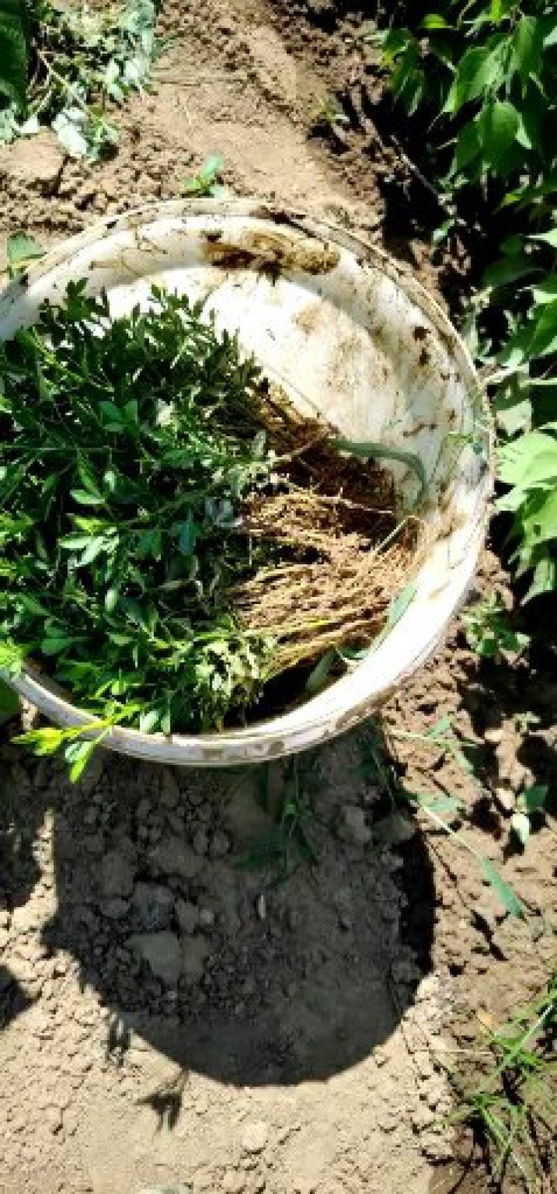 大红袍花椒苗1~2年苗当年结果九叶青花椒苗