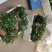大红袍花椒苗1~2年苗当年结果九叶青花椒苗