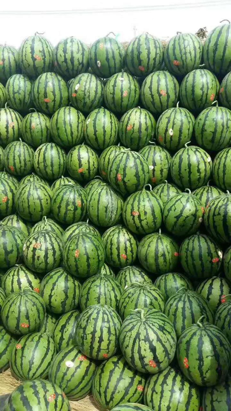 陕西渭南甜王西瓜大量现货，8斤打底，精品货源视屏看货。