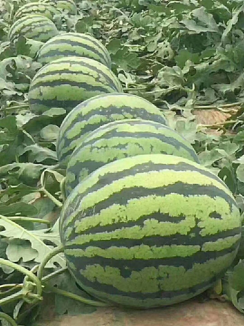 陕西渭南西瓜大量上市，一手货源产地直发可配合物流8斤打底