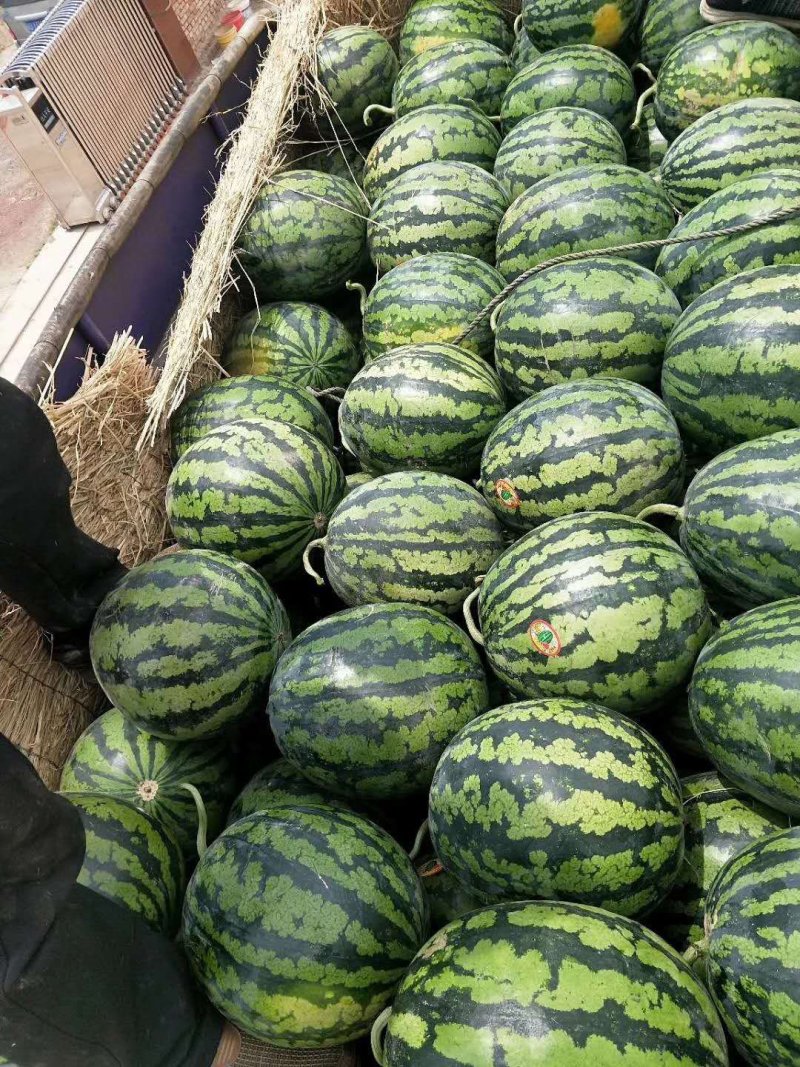 陕西渭南西瓜大量上市，一手货源产地直发可配合物流8斤打底