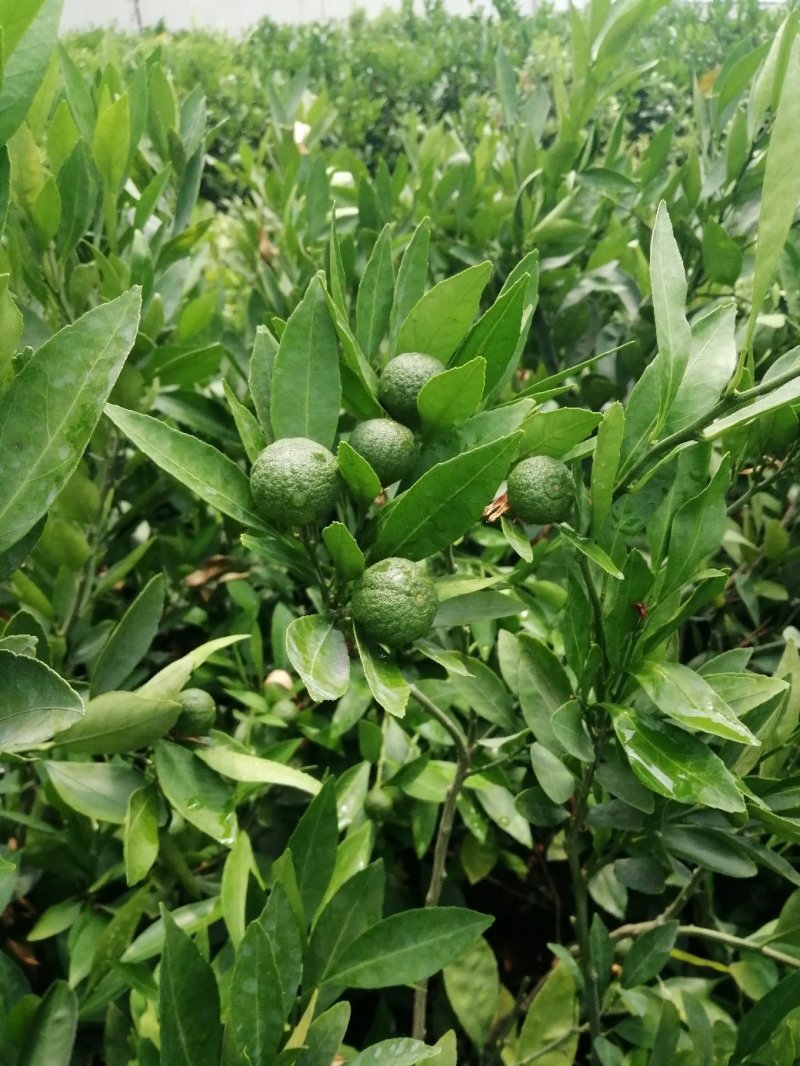 大量供应温州蜜桔脆皮金桔