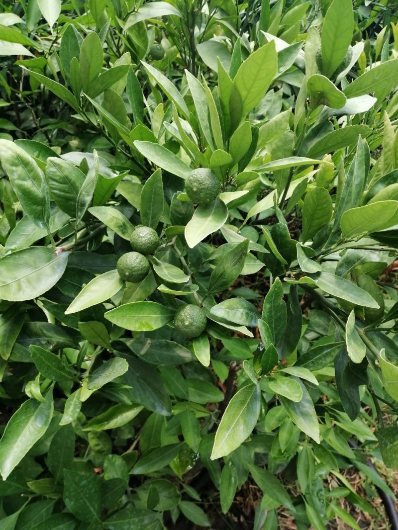大量供应温州蜜桔脆皮金桔