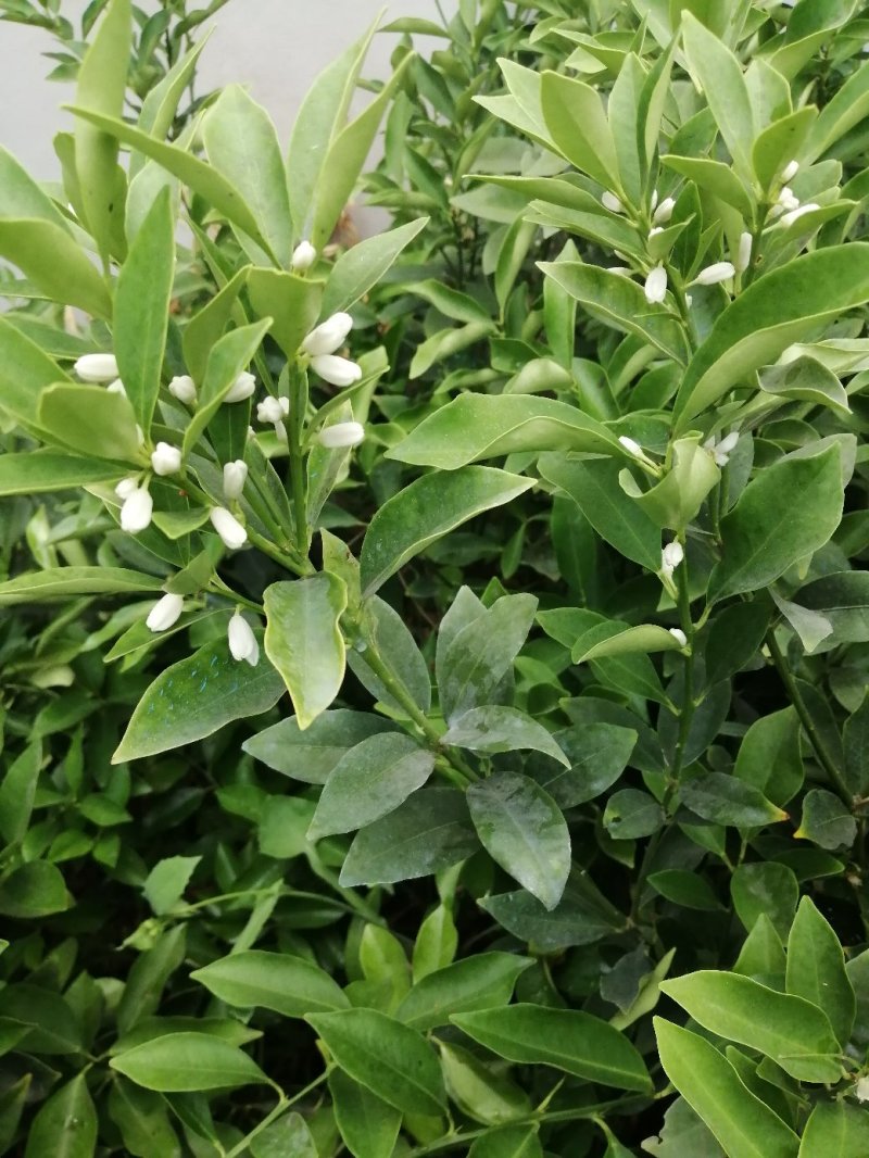 脆皮金桔