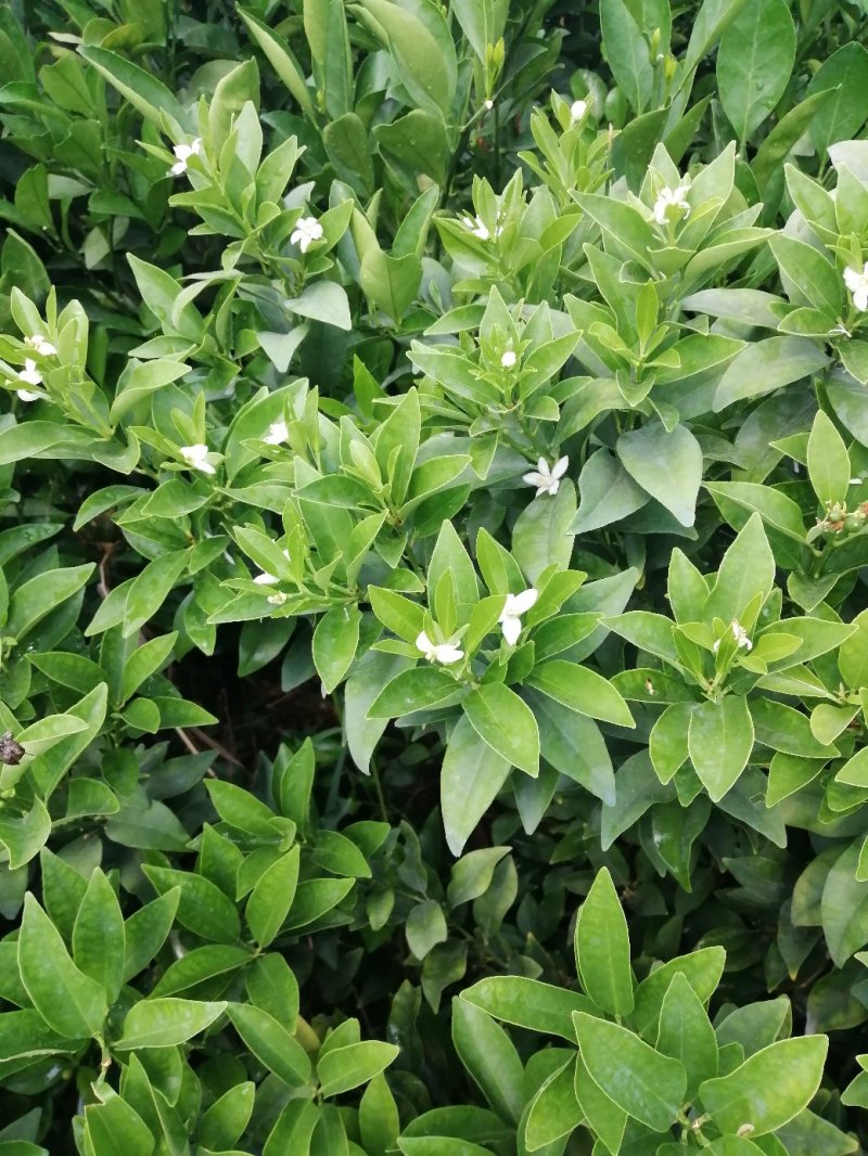 脆皮金桔