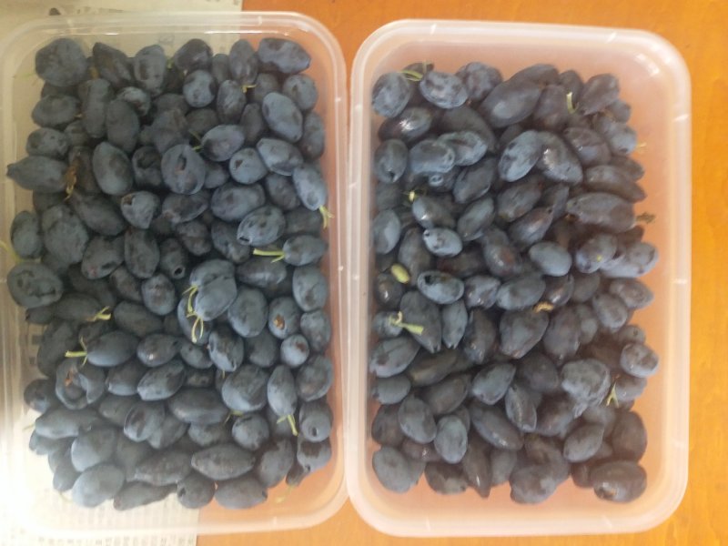 蓝靛果，黑瞎子果