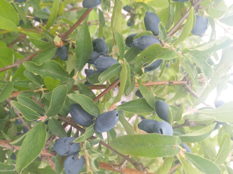 蓝靛果，黑瞎子果