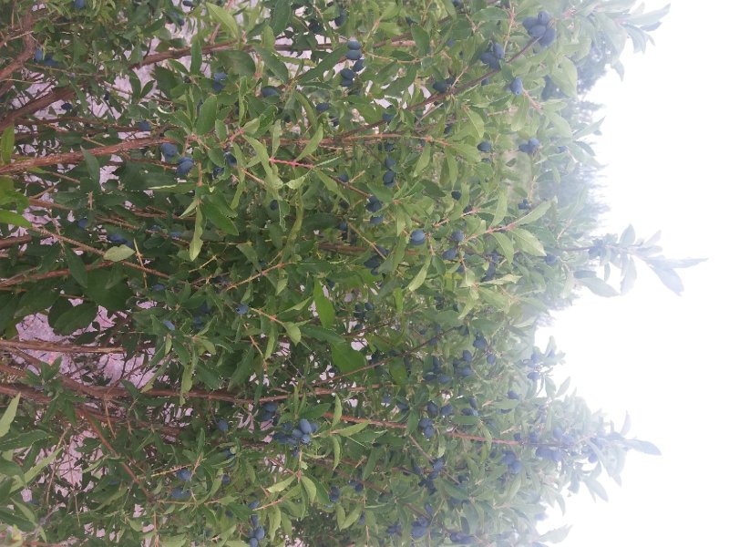 蓝靛果，黑瞎子果