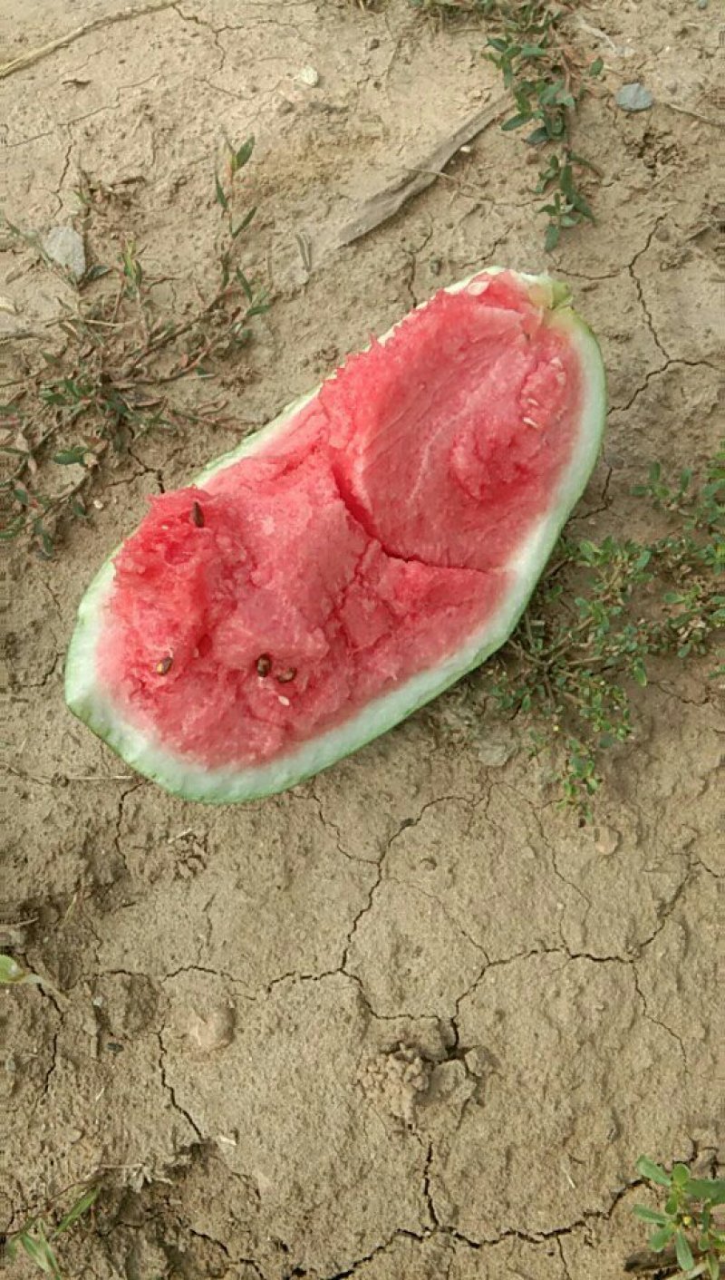 西瓜🍉