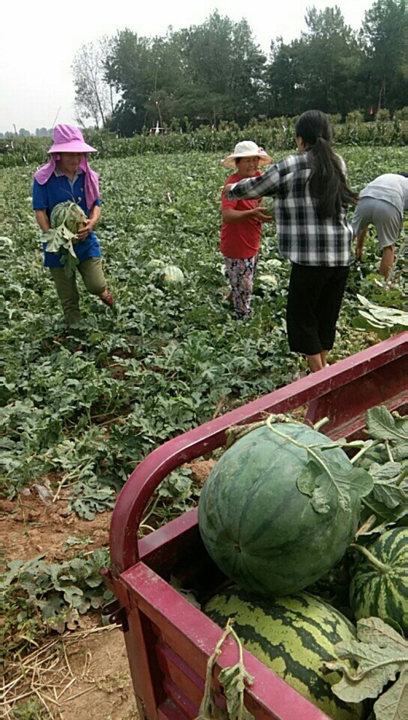 西瓜🍉