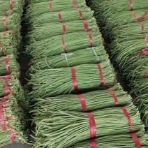 【推荐】产地大量供应精品长豆角，人工包装冷库齐全