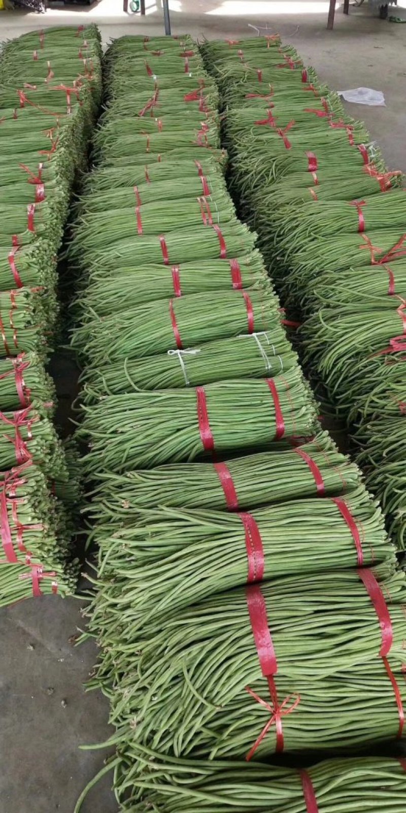 【推荐】产地大量供应精品长豆角，人工包装冷库齐全