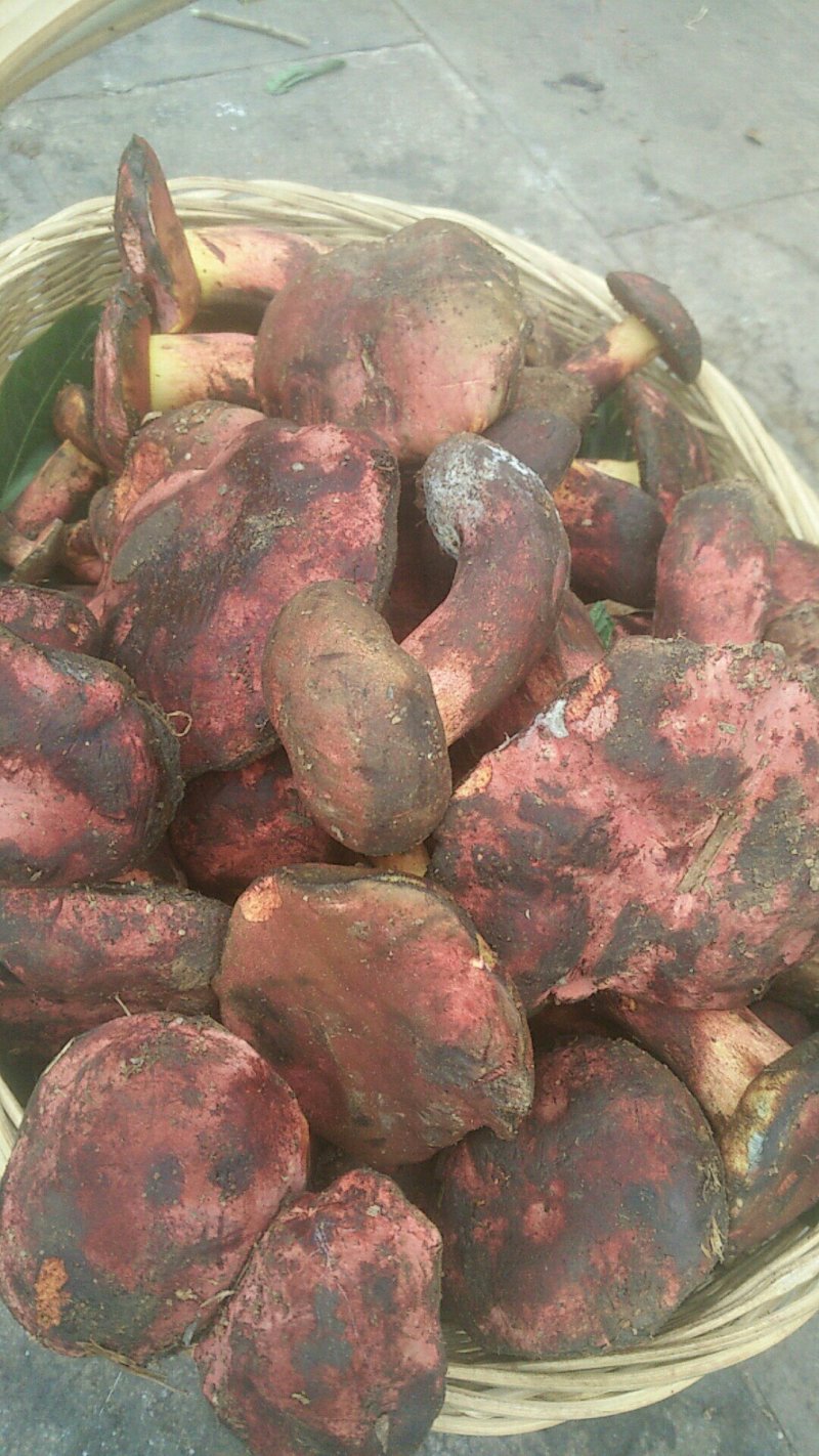 牛肝菌蘑菇