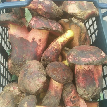 牛肝菌蘑菇