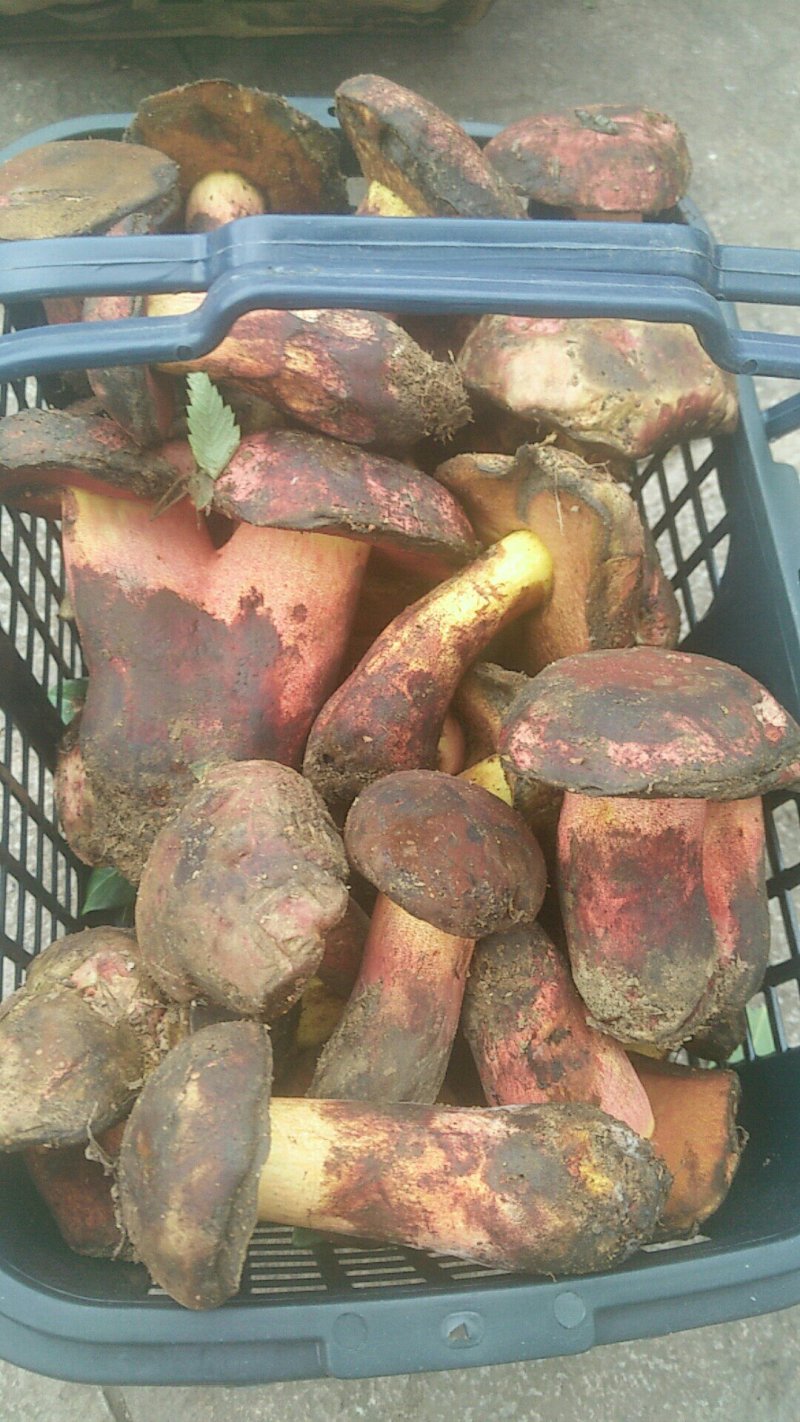 牛肝菌蘑菇