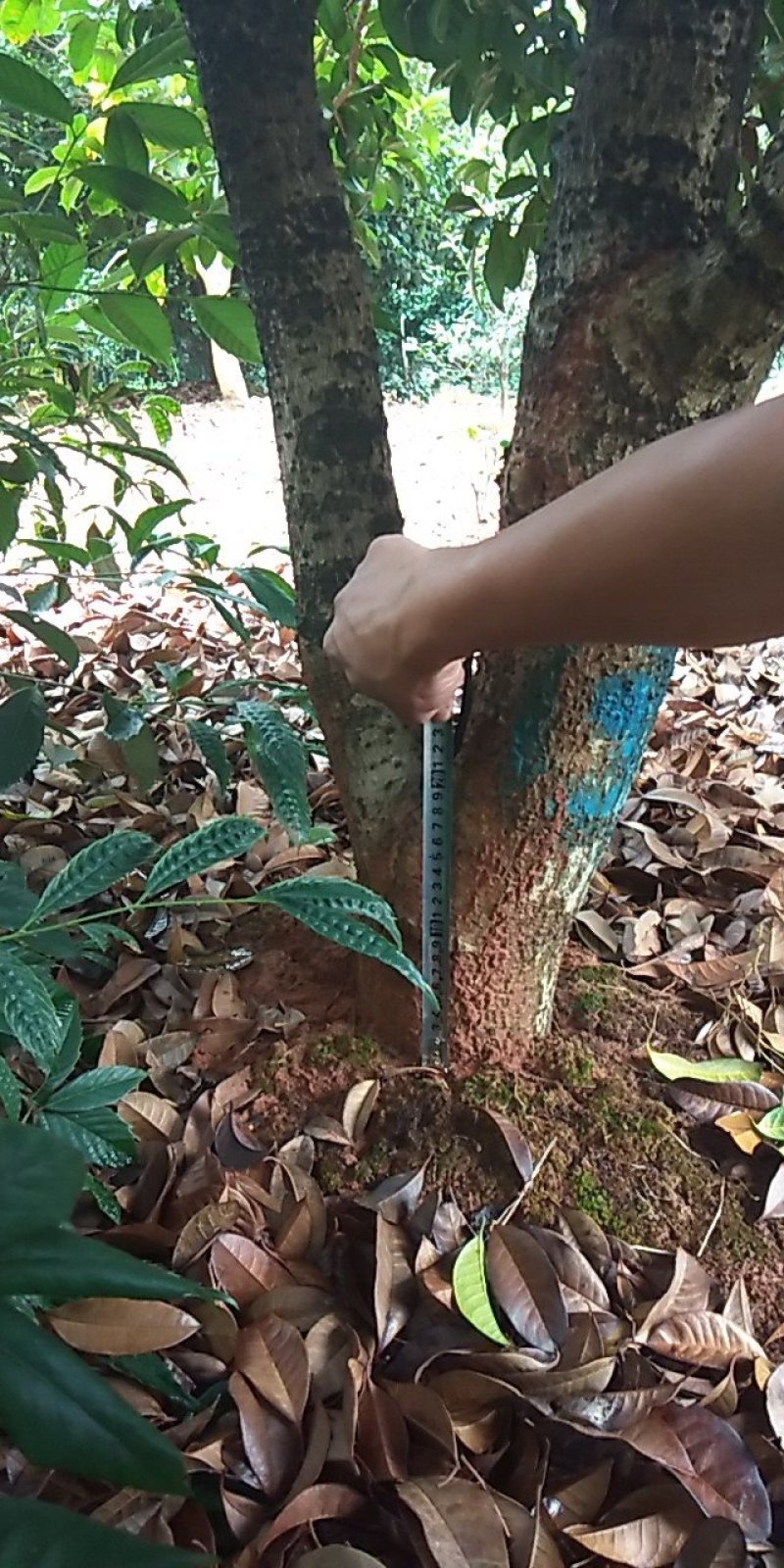 桂花