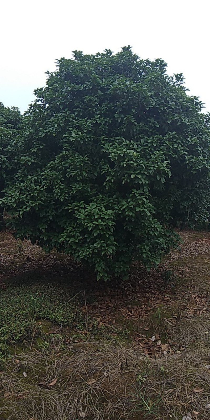 桂花