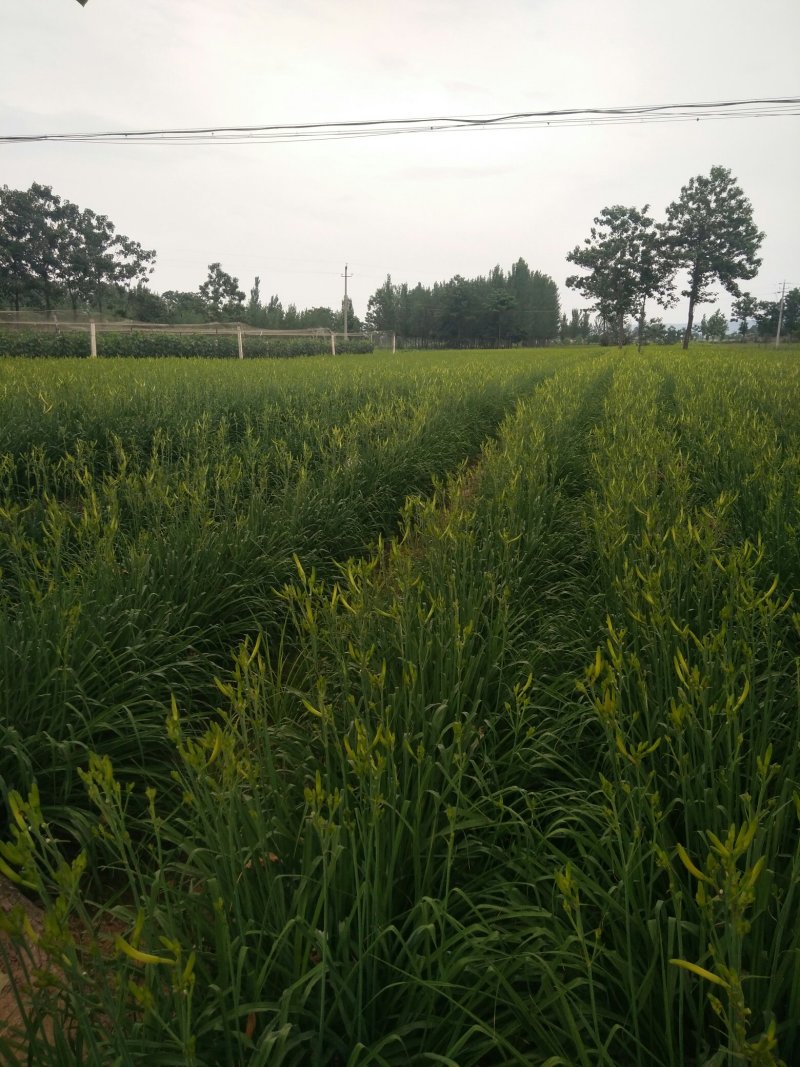 黄花菜代办代收代送