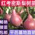 【热荐】红考密斯梨树苗嫁接2-3年苗保证品种包邮