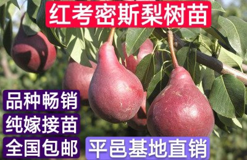 【热荐】红考密斯梨树苗嫁接2-3年苗保证品种包邮