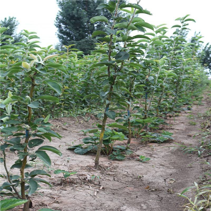 【热荐】红考密斯梨树苗嫁接2-3年苗保证品种包邮